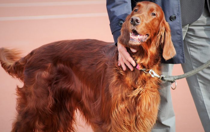 dog-2273980_1280