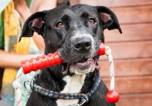 dog 4441351 640 Dierwijzer