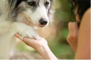 Afbeelding3 Best Buddy Pets Dierwijzer