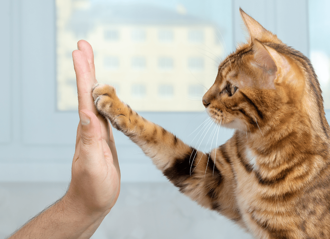 BestBuddy kat en hand landscape Dierwijzer