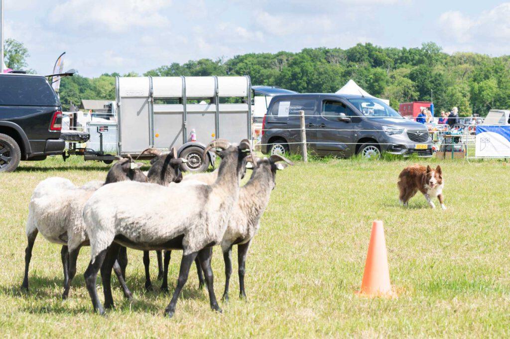 2025 DanielleBosschaart DOE2025 184LowRes Dierwijzer